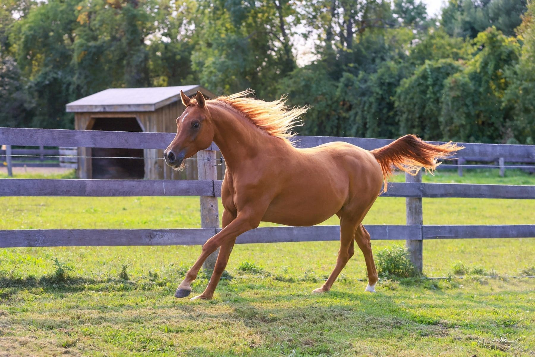 Baahir VP (Valinor Park Ghazal) as a 2 year old