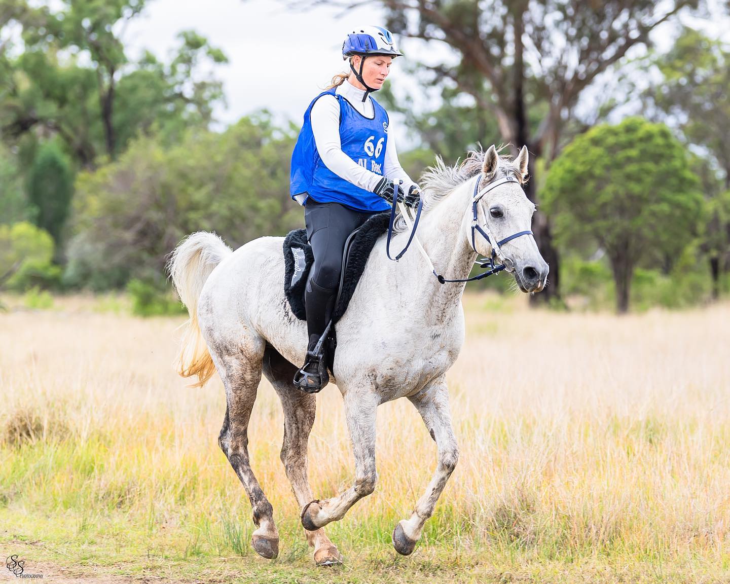 Endurance Horses - valinorparkarabians.com.au