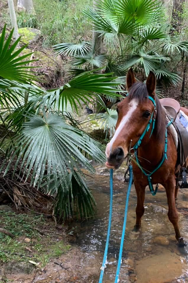 Wyndarra Park Ghataarn by Valinor Park Ghazal out of Tarnette - now ready to commence endurance career, having completed his first 40km with great recoveries