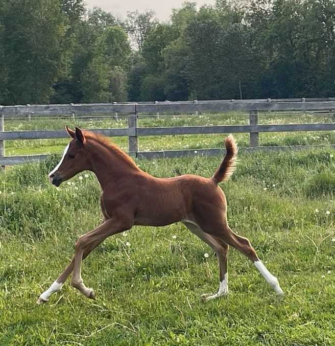 Marahi VP - Valinor Park Ghazal x H Marcy H) at 2 weeks old